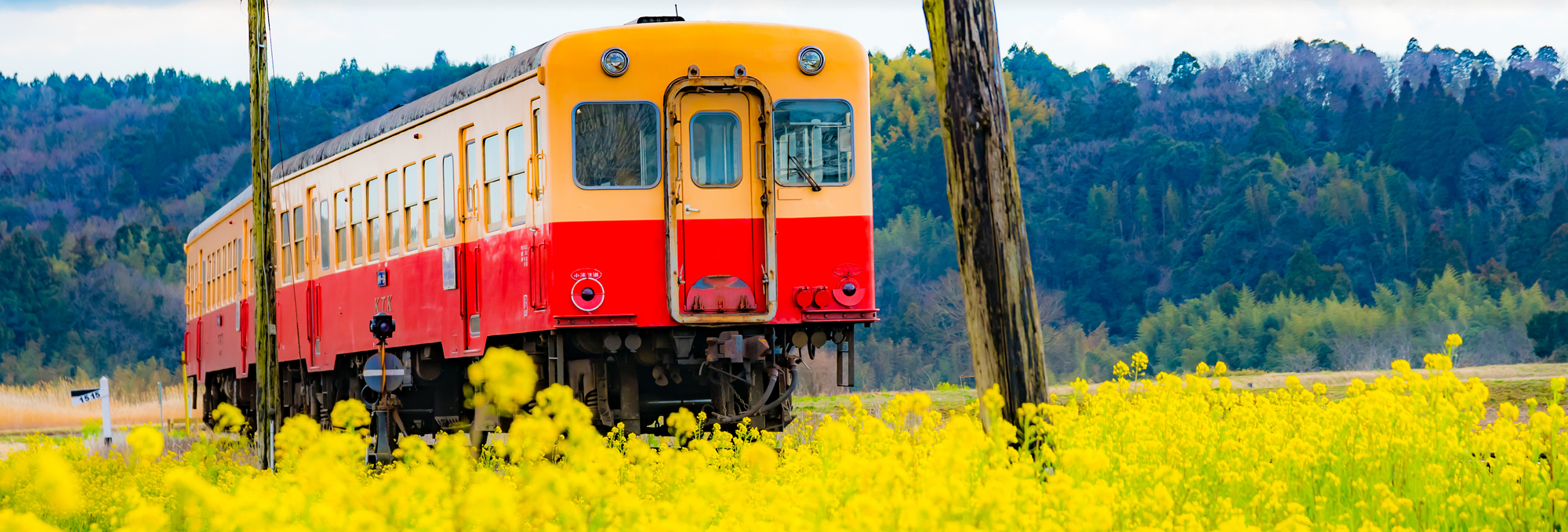 菜の花畑